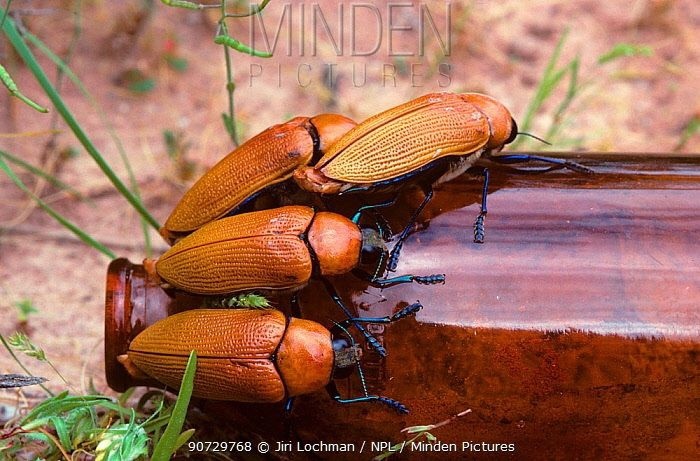 Sorry for the bugs - Nature, Жуки, Insects, Australia, Longpost, Screenshot, Twitter