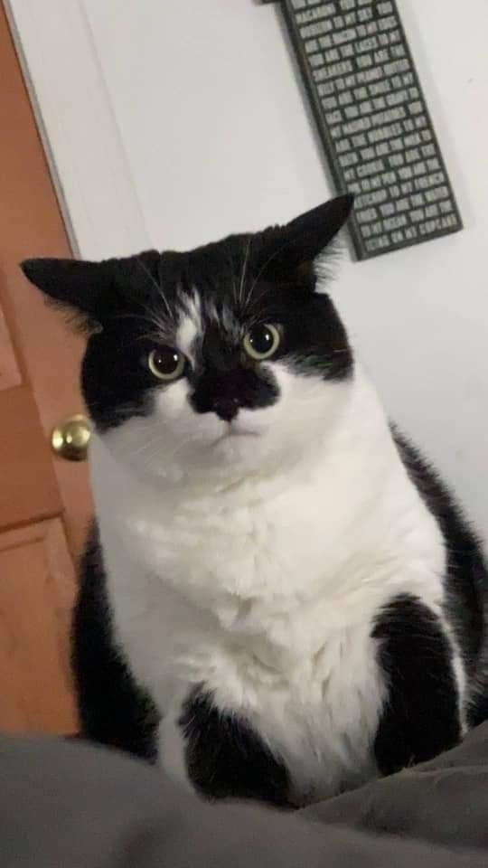 When I ate my last bite - cat, Sight