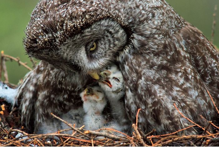 Owl feeding chicks - Owl, Birds, wildlife, Wild animals, The photo, Chick, Feeding