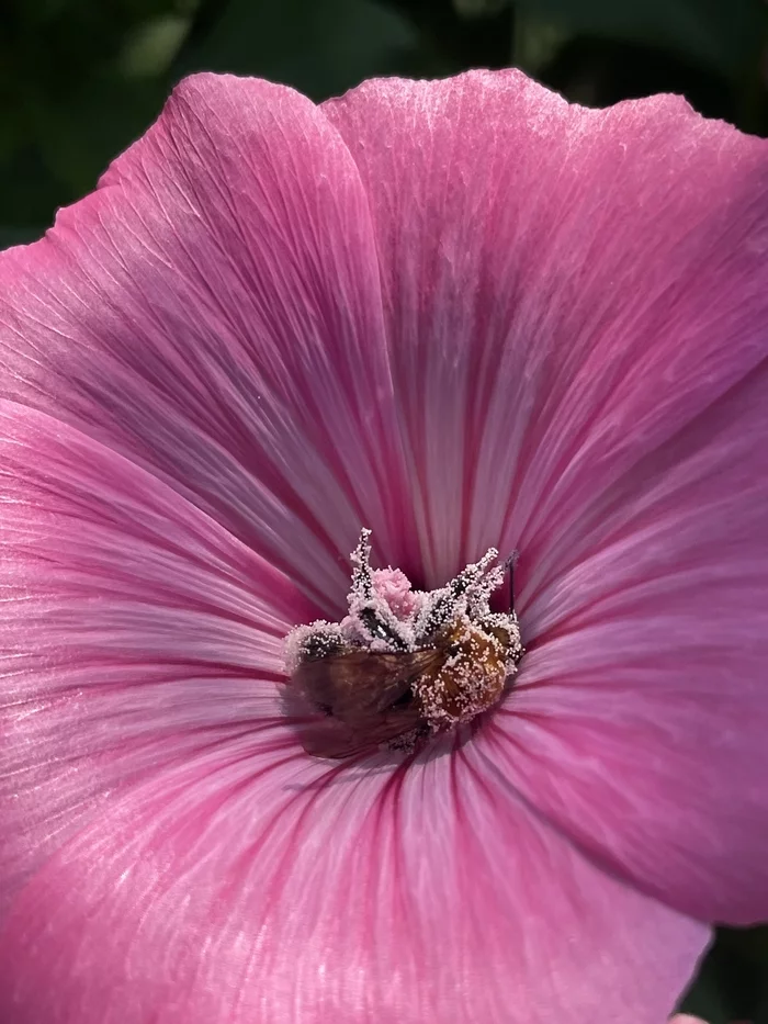 Ate and asleep - My, Bumblebee, Pollen, Flowers, Milota, Mallow
