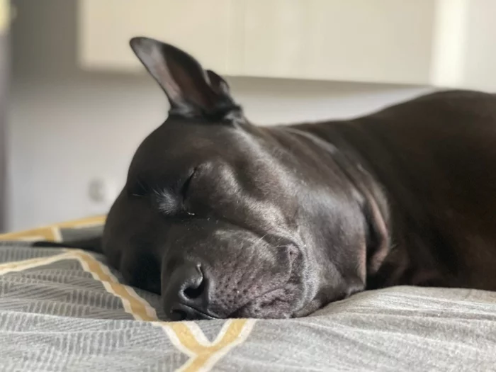 Who can sleep better than a dog? - My, Thai Ridgeback, Dog, Milota