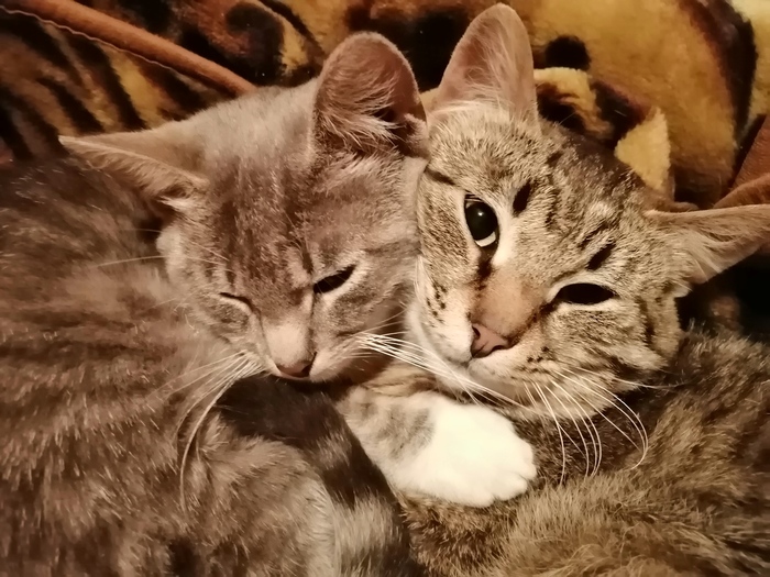 ������� �������