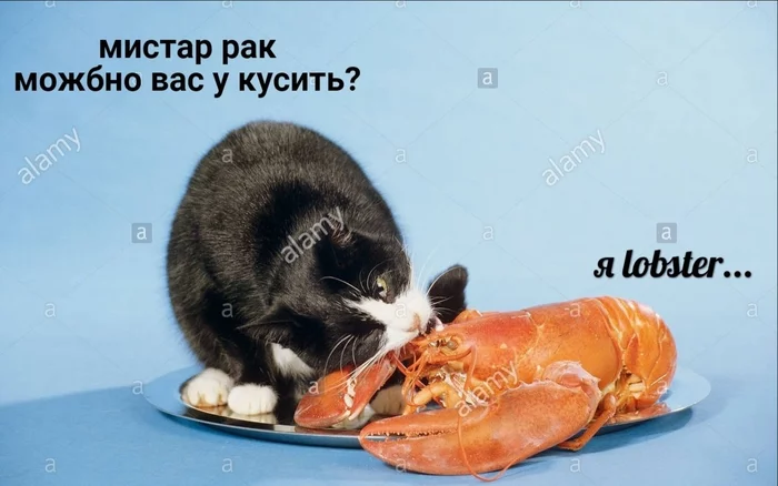 Кусьное - Dank Memes, Кот, Лобстер, Рак, Кусь, Абсурд