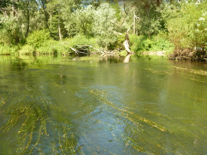 Fishing on the last day of July - My, Fishing, Chub, Relaxation, Tourism, Video, Longpost