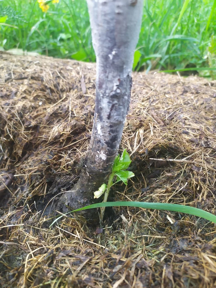 Sick cherry - My, Garden, Gardening, Longpost