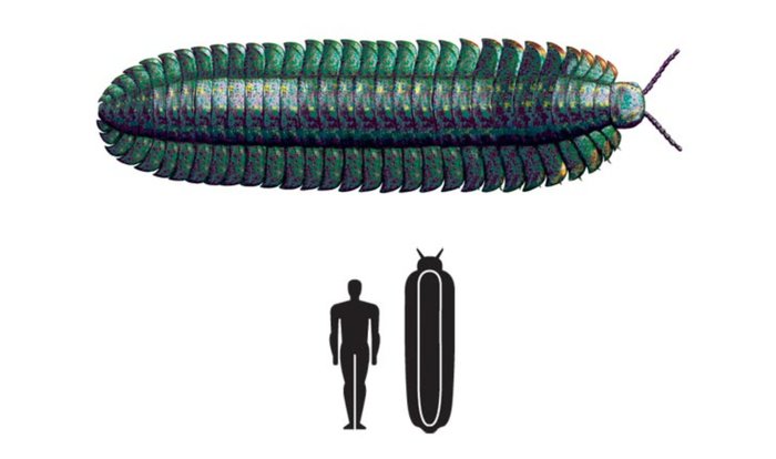 It's good that the Paleozoic is over - Paleozoic, Paleontology, Person, Comparison, The size, Humor, Arthropods, Arthroplevra