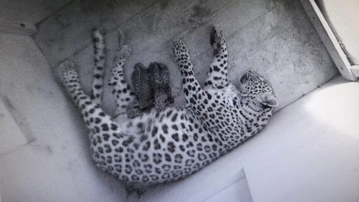 Two kittens were born at the Leopard Recovery Center in the Caucasus - Leopard, Big cats, Cat family, Predator, Wild animals, Caucasus, Sochi National Park, Kittens, , Milota, Reproduction, The national geographic, Rare view, Video, Longpost