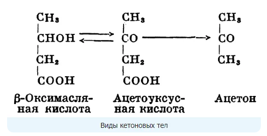 Кетоновые тела это. Образование в организме ацетона формула. Образование ацетона кетоновые тела. Кетоновые (ацетоновые) тела. Проба Легаля на ацетон.