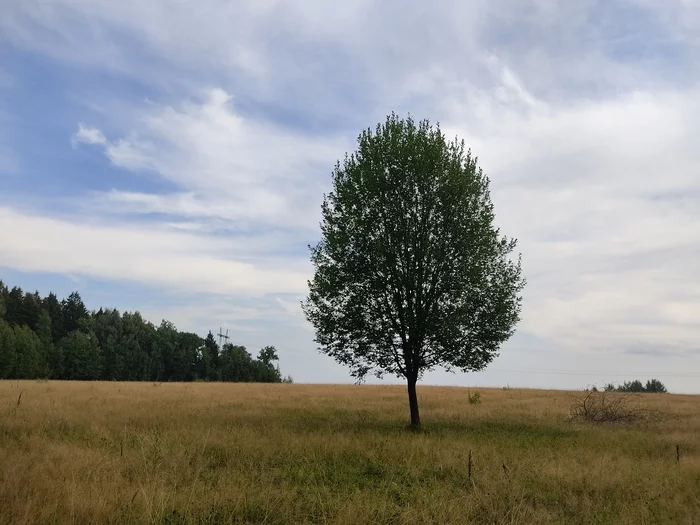 A tree that doesn't like neighbors - My, Tree, Field, August