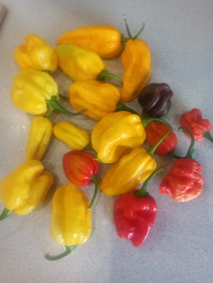 Someone is eating my super hots - My, Pepper, Habanero, Growing, Garden, Longpost