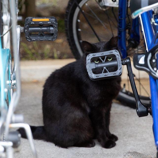 In the piggy bank of ailurophobia - cat, Black cat, A bike, Pedal, Ailurophobia
