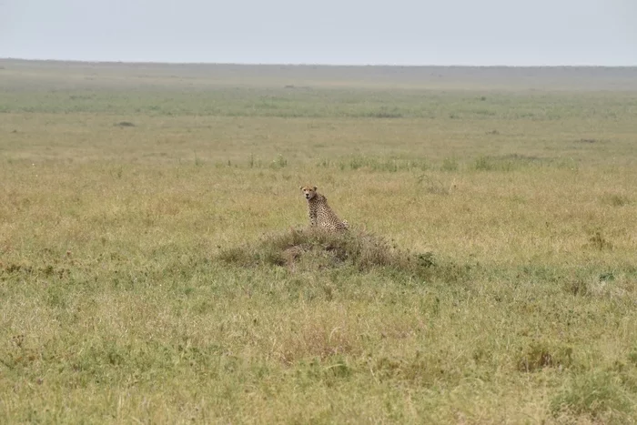 Cheetah. - My, Cheetah, Safari, Serengeti, Longpost, Small cats, Cat family, Africa, Wild animals, wildlife