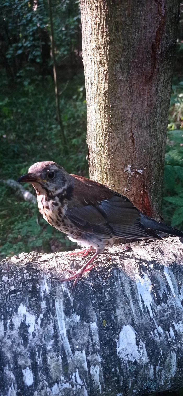 What kind of birds? - Longpost, Mobile photography, Birds, My