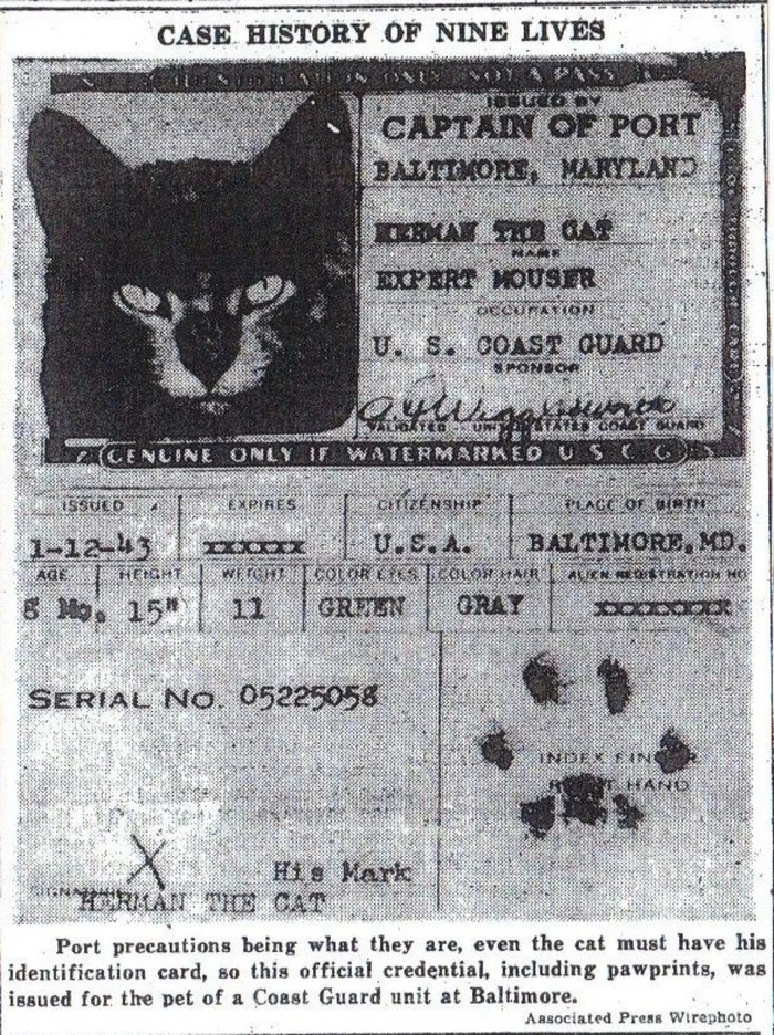 Kotoaidi - Identity card, cat, Mouse, Port