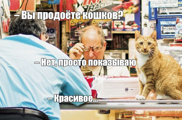 Вы продоёте кошков