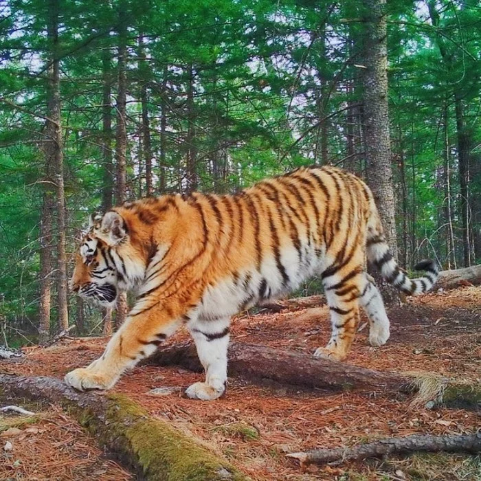 Walk through life like a tiger. - Tiger, Amur tiger, Big cats, Cat family, Wild animals, Predator, Milota, Redheads, , Land of the Leopard, Reserves and sanctuaries, National park