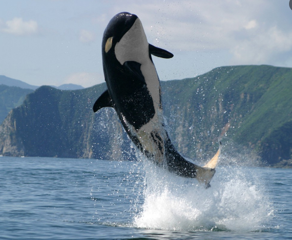 Killer whale catches birds on live bait - Swallow-Killer Whale, Hunting, Animals, Video