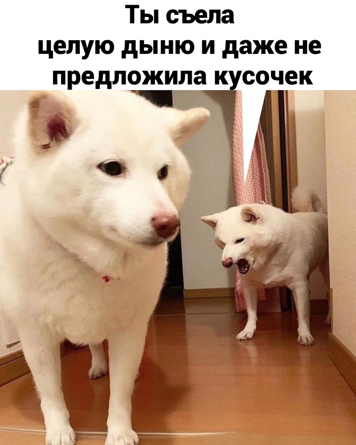 Дыня | Пикабу