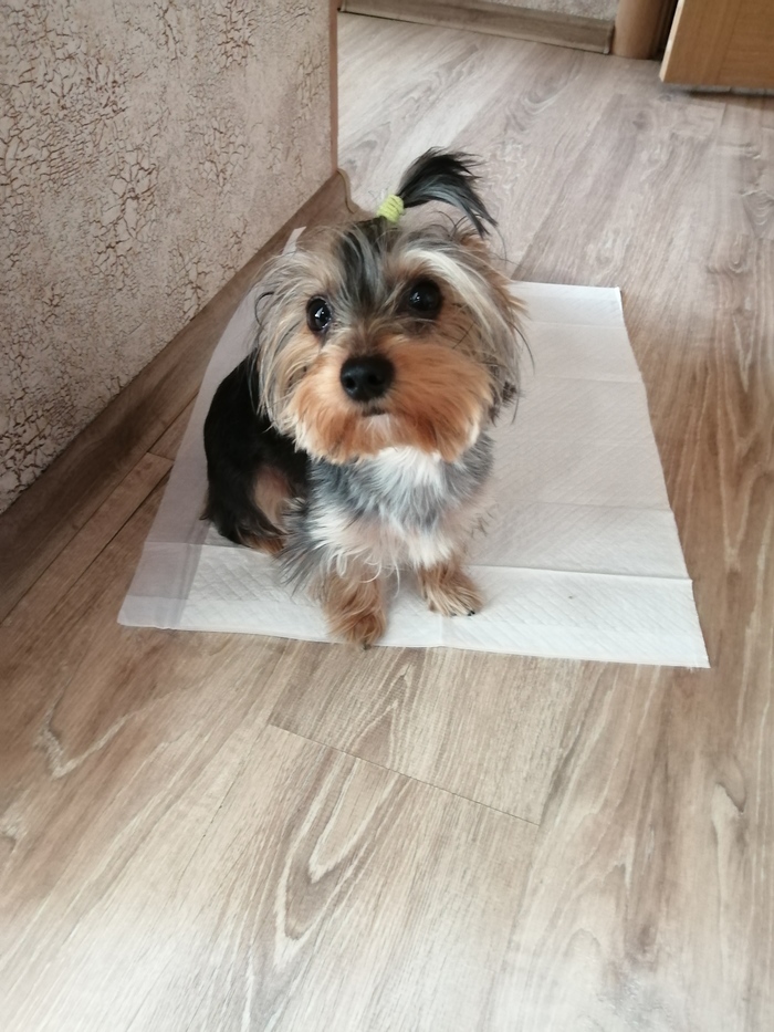 Продукт собакосодержащий