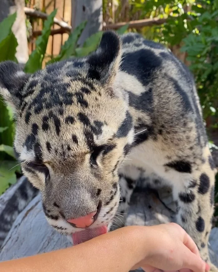 I wonder if there will be Kus or not?) - Clouded leopard, Big cats, Cat family, Wild animals, Milota, Animal protection, Australia, Reserves and sanctuaries, , Wild cat center, Video, Longpost