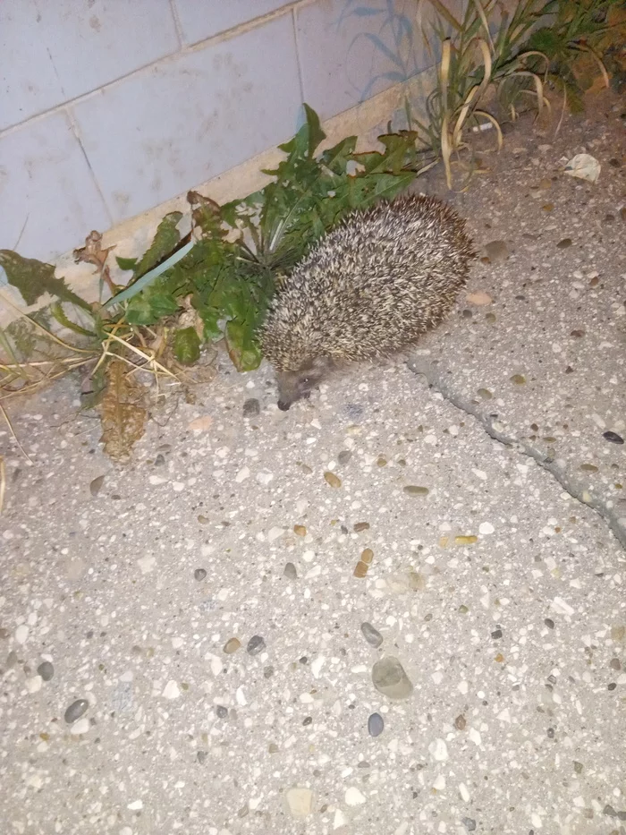 Just a hedgehog - My, Hedgehog, Hunting, Walk