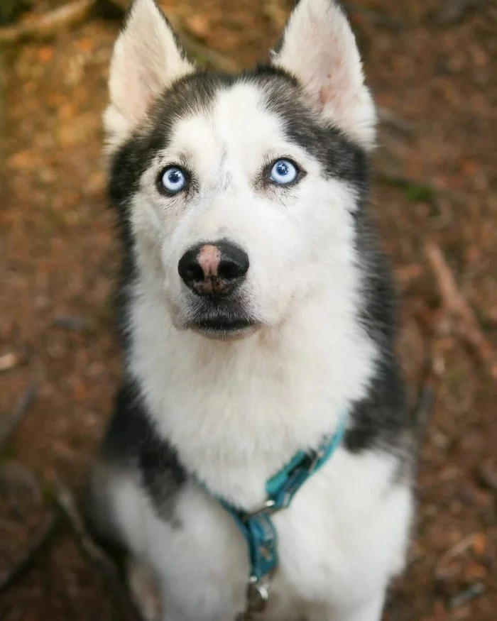 Why are huskies coming back? The story of Morgan, where the reason for the return is not the desire to deal with a dog! - In good hands, Dog, Husky, Siberian Husky, No rating, Animal shelter, Saint Petersburg, Help, , Story, Life stories, Longpost