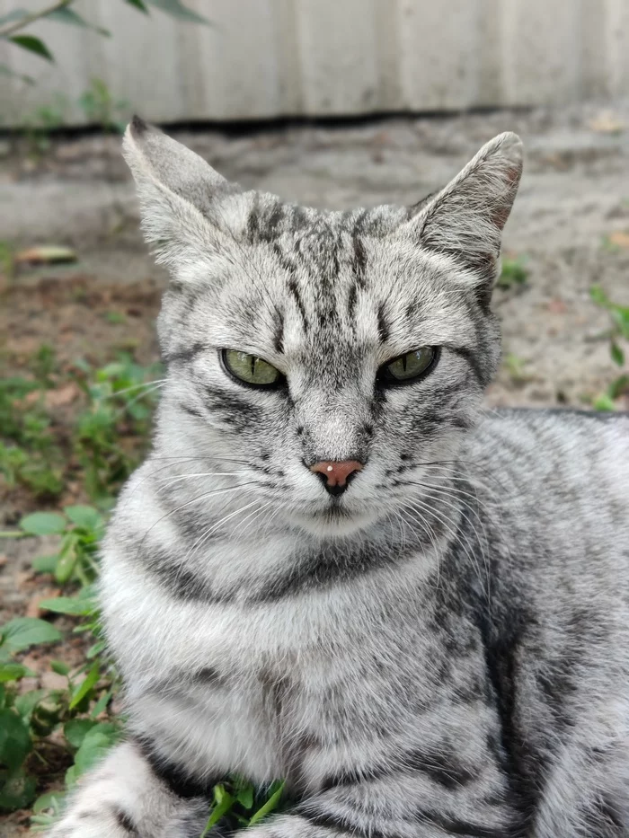 Just a cat from a recreation center - My, cat, Pets