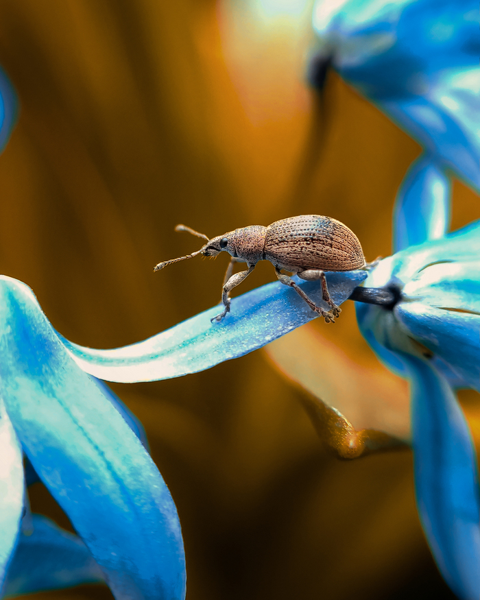 Долгоносик