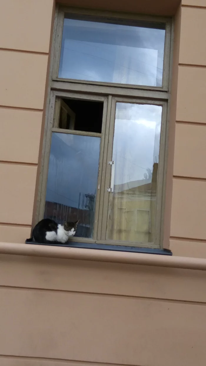 Something is wrong here - cat, Window, Windowsill, The photo, Is sitting