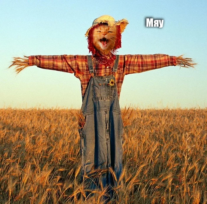 Scarecrow-meow - My, Images, Photoshop, cat