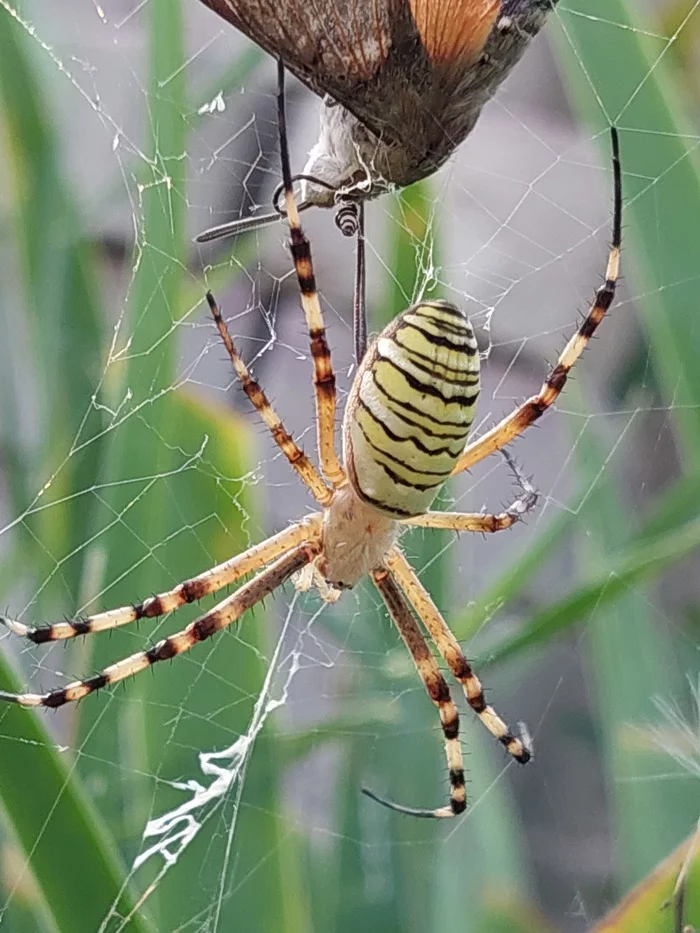 Help identify spider experts - My, Spider, Who is this?, Fearfully