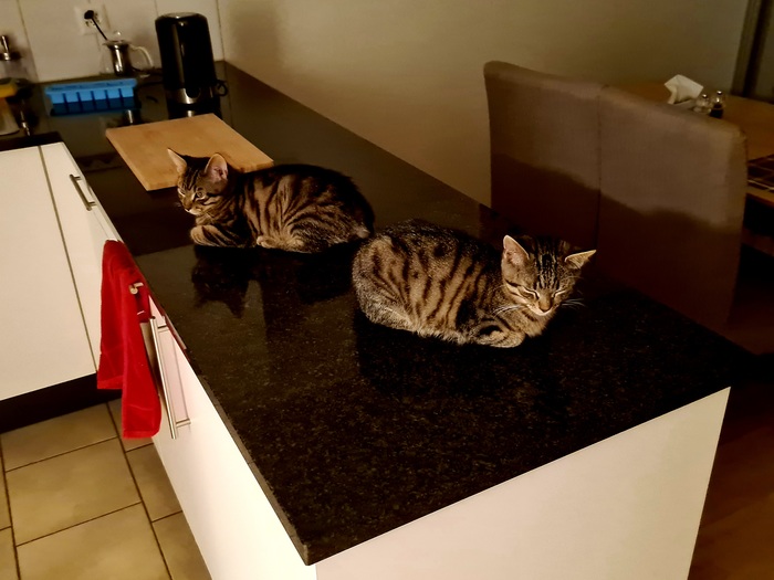 ��� ��� ������