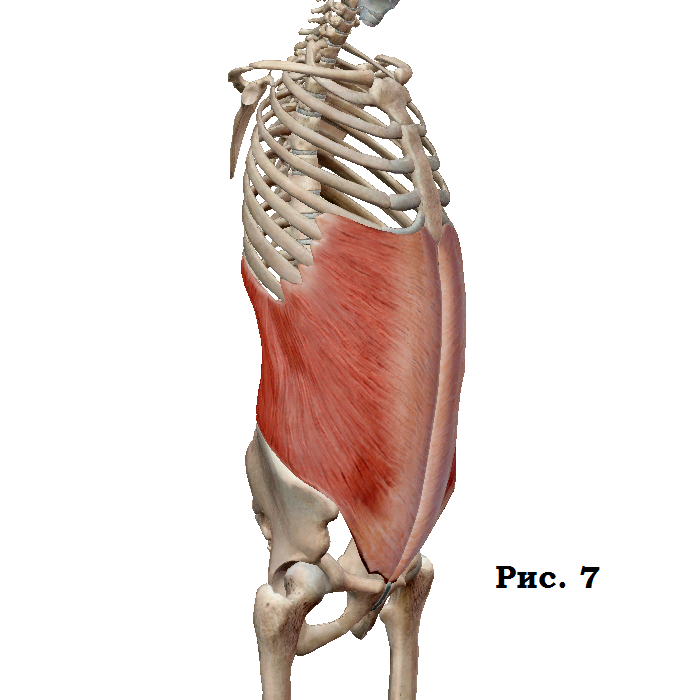 How to pump up the upper and lower press - My, Sport, Тренер, Anatomy, Sports Tips, Press, Workout, Muscle, Longpost