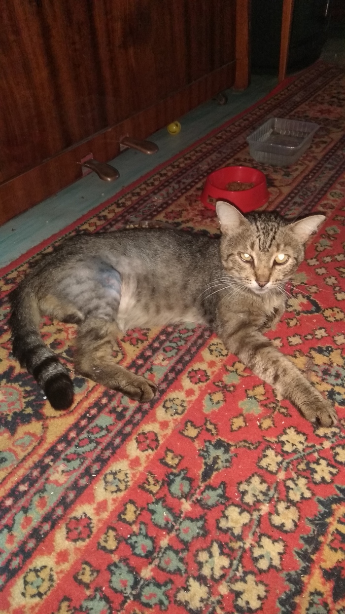 Котейка в добрые руки