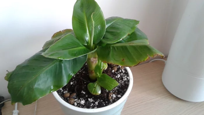 How do I grow a banana? - My, The photo, Plants, Banana, Gardening, Houseplants, Longpost