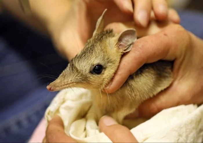Survival school: bandicoots are trained to fight invasive species - Bandicoot, Marsupials, Mammals, Wild animals, Survival, Endemic, Australia, National park, , Scientists, Zoology, Ecosystem, Rare view, Animal protection, Longpost