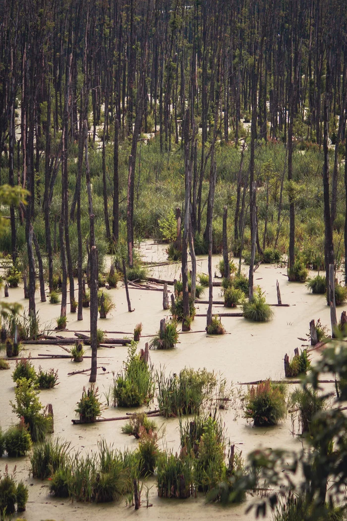 Swamp textures - My, Swamp, The photo