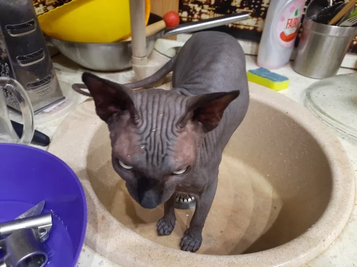 Sphinx. - My, cat, Canadian sphinx, Pets, Sink