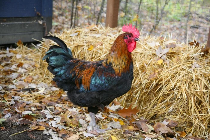 Do you know the reasons why roosters crow? - My, Сельское хозяйство, Hen, Rooster, Eggs, Interesting, Facts, Village, Village, , Dacha, Herd, Chickens, Video, Longpost