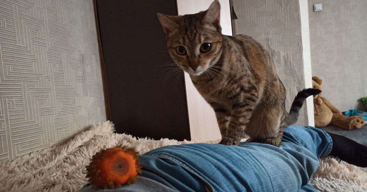 Reply to the post Jumper - My, cat, Ball, Toys, Games, Video, Reply to post, Longpost