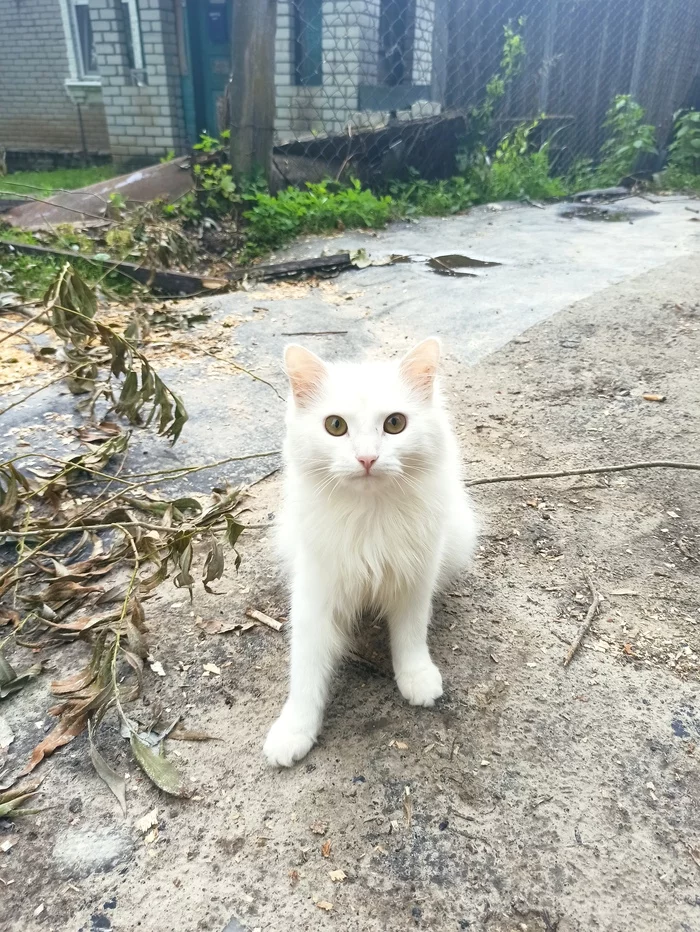 The cloud has come to meet - My, cat, Sight, White, Milota