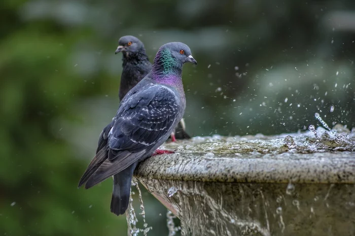 Pigeons - My, Pigeon, The photo, Fountain