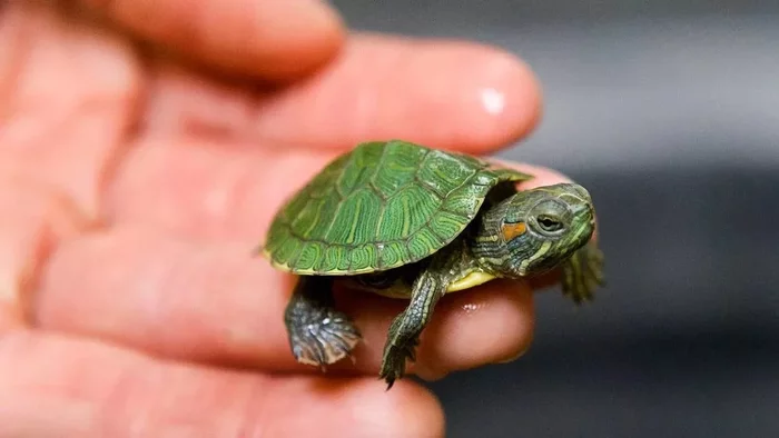 Released a turtle - destroyed the ecosystem. What does the irresponsibility of reptile owners lead to? - Turtle, Pond slider, Animal book, Yandex Zen, Longpost, Animals