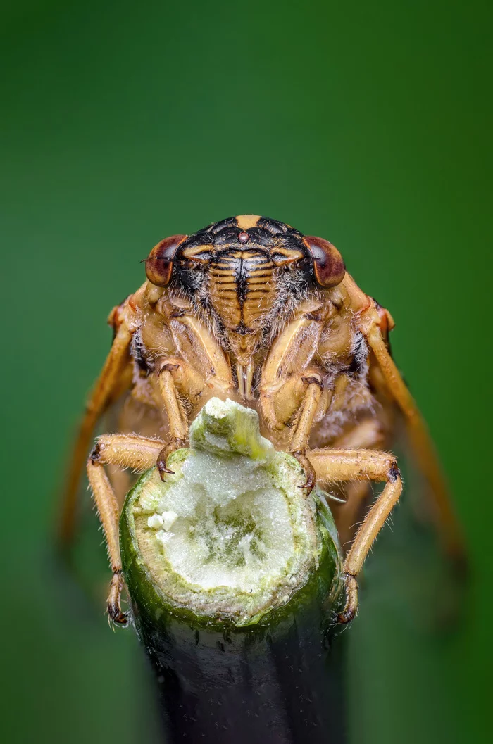 Another cicada - My, Cicada, Insects, Nature, wildlife, Animals, Macro photography, The photo, Staking