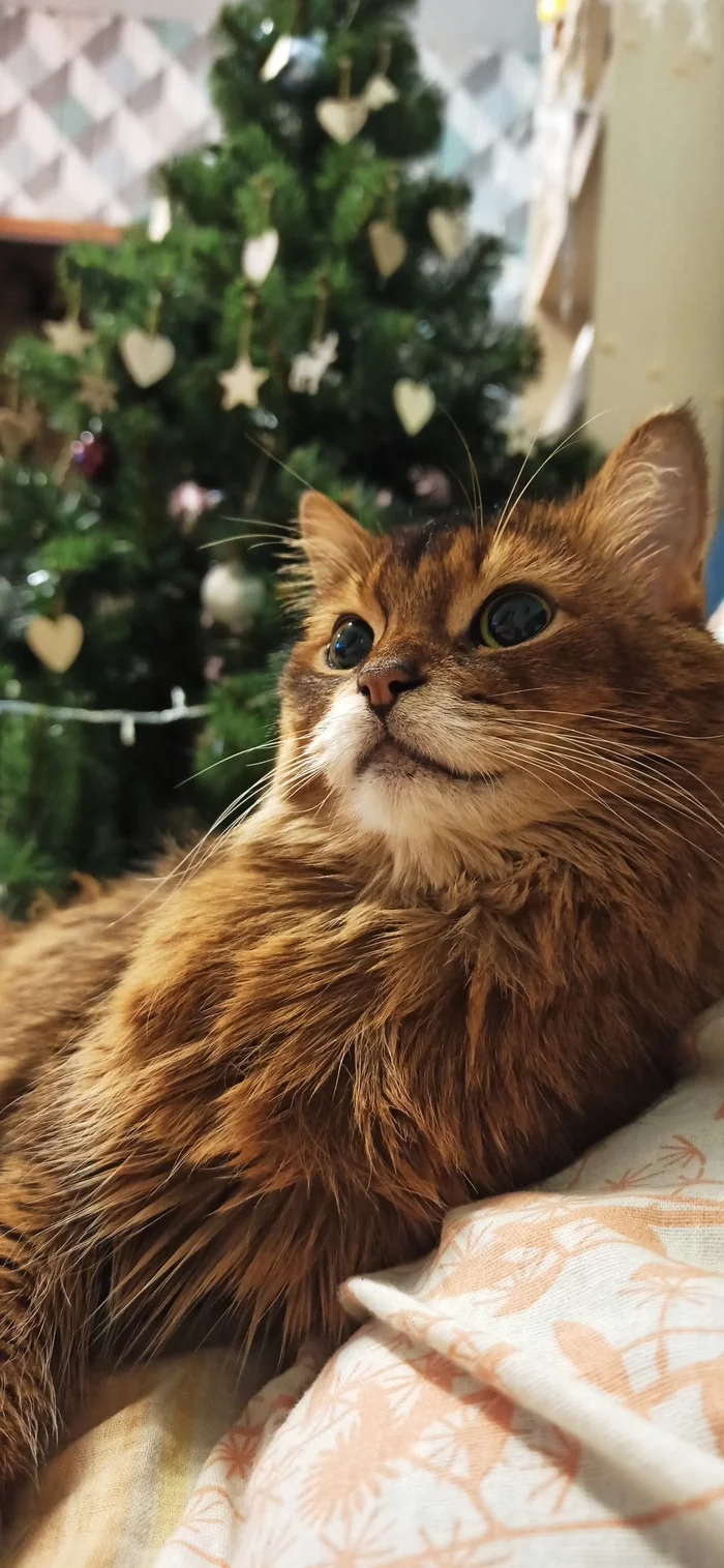 Continuation of the post My red love - My, Somali cat, Redheads, cat, Reply to post, Longpost