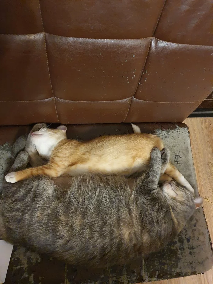 Our yin-yang - My, cat, Milota, Longpost