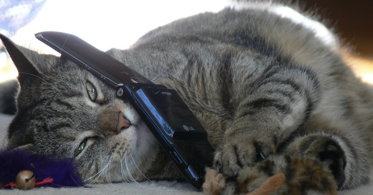 Кот тремот. Кошка с мобильником. Кошка с телефоном. Котик с телефоном. Приколы.