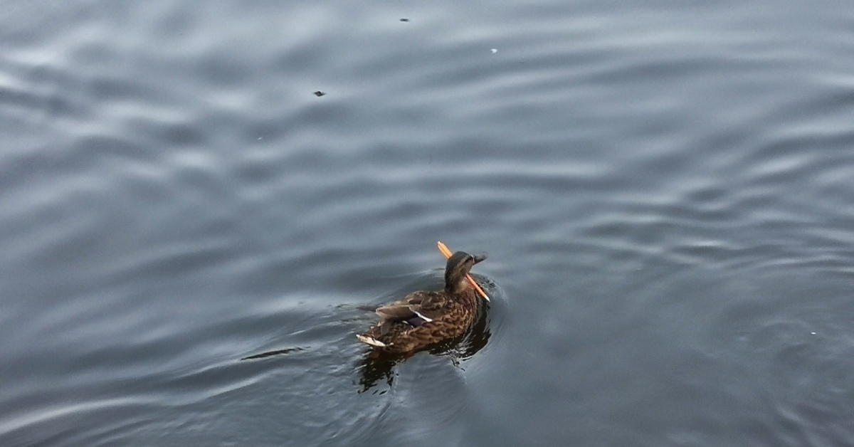 замечена утка