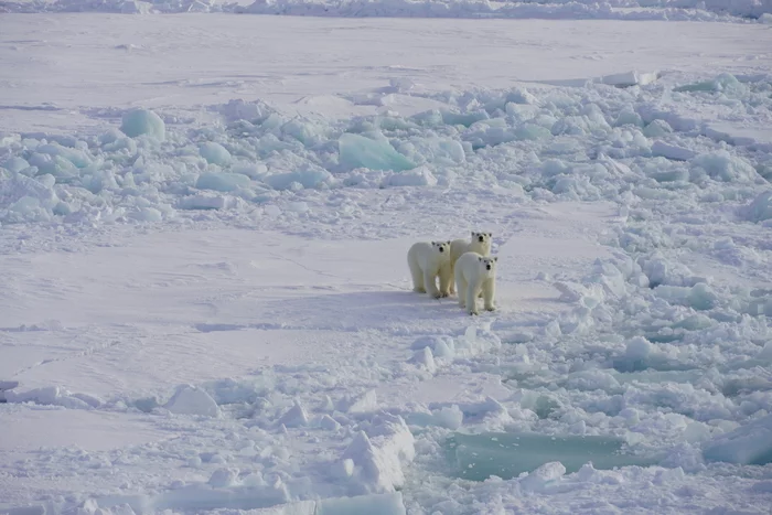 An adventure long to the Arctic or how I got to Rosatom - My, Rosatom, Rosatomflot, Atomflot, Fleet, Arctic, Icebreaker, Nuclear icebreaker, Vessel, , Career, Employment, Life stories, First post, Longpost