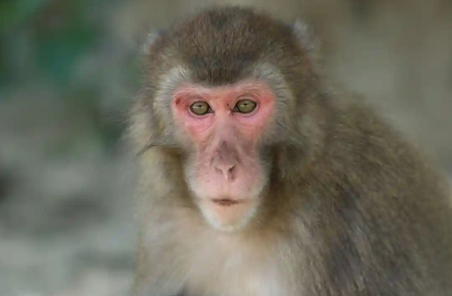 A flock of macaques in a Japanese zoo was led by an alpha female - Monkey, Toque, Wild animals, Zoo, Japan, Japanese macaque, Female, alpha female